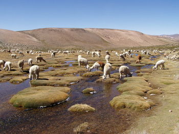 Flock of sheep on shore against sky
