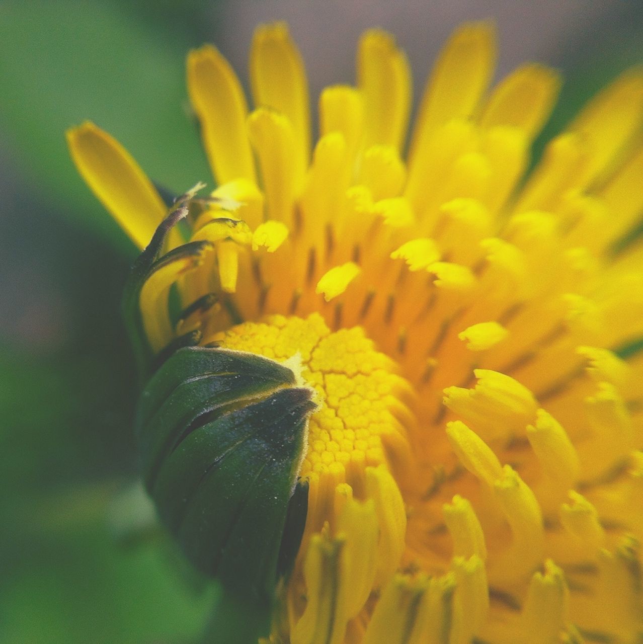 flower, yellow, petal, freshness, flower head, fragility, close-up, insect, beauty in nature, growth, focus on foreground, nature, pollen, single flower, one animal, selective focus, blooming, plant, animal themes, animals in the wild