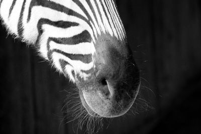 Close-up of animal eye