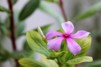 Close-up of pink flowers