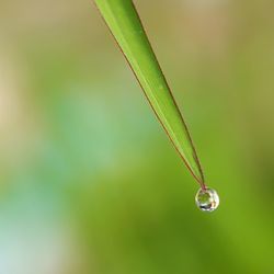 Close-up of water drops on plant