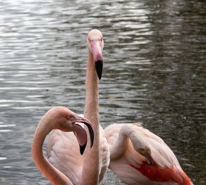 View of flamingos in lake