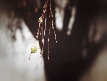 Close-up of plant against blurred background