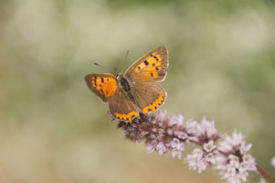 Close-up of butterfly pollinating on purple flower