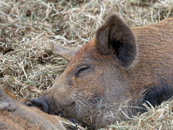 Close-up of lion sleeping on field