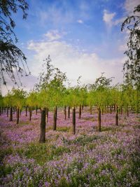 Scenic view of flowering plants on field against sky