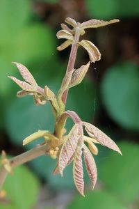 Close-up of insect on flower