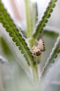 Close-up of insect on leaf