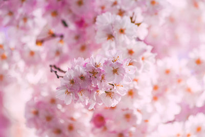 Close-up of pink cherry blossom