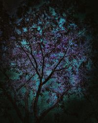 Low angle view of flower tree against sky at night