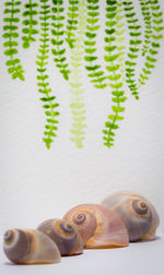 Close-up of animal representation