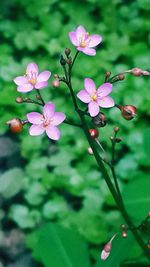 Close-up of pink flowers