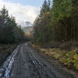 Dirt road in forest against sky