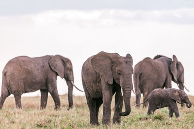 The elephants heard in a field at the maasai mara national game reserve in narok county in kenya 