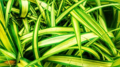 Full frame shot of fresh green plants