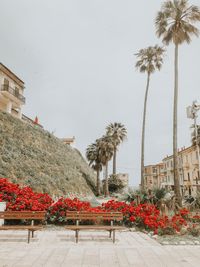 Low angle view of flowering plants by building against sky