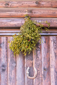 Low angle view of plant growing against wooden fence
