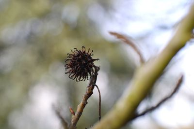 Close-up of wilted plant