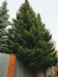 Low angle view of tree and building against sky