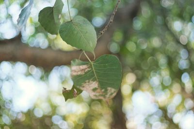 Close-up of fresh green plant