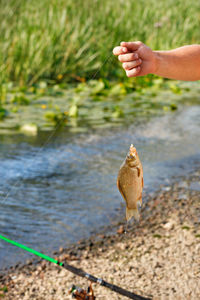 A fisherman's hand holds caught fish on fishing line against the background of summer pond in blur.