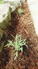 Plants growing in pond