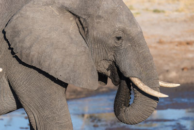 Close-up of elephant at lakeshore