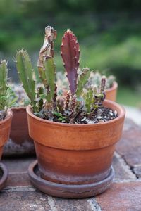 Close-up of succulent plant in pot