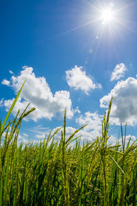 Scenic view of grassy field against bright sun
