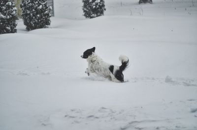 Dog on snow covered land