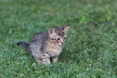 Cat looking away on field