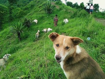 View of a dog on field