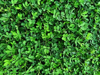 Full frame shot of fresh green plants