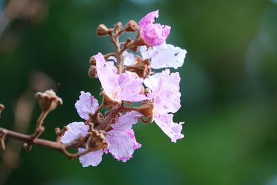 Close-up of insect on pink cherry blossom