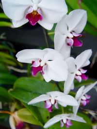 Close-up of white flowers