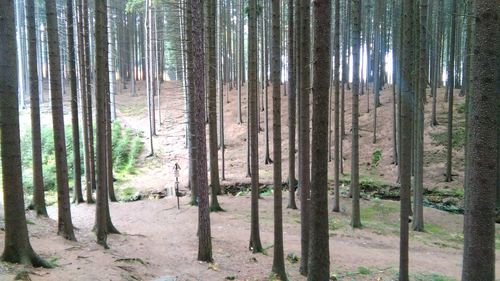 Pine trees in forest