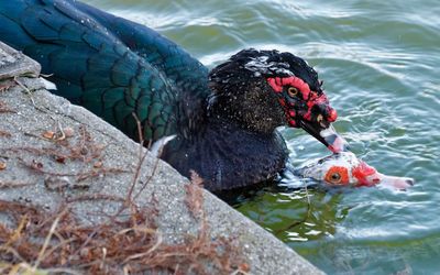 Close-up of duck