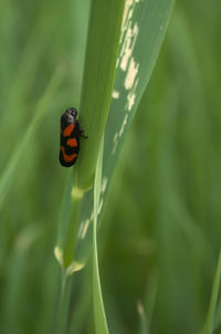 Close-up of ladybug on leaf