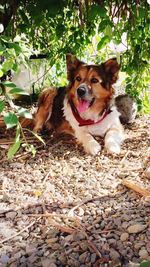 Portrait of dog sticking out tongue