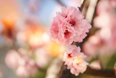 Close-up of pink cherry blossoms