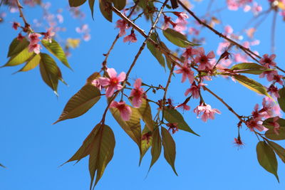 Low angle view of flowering plant against blue sky