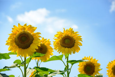 Close-up of sunflower against sky