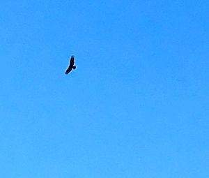 Low angle view of eagle flying against clear blue sky