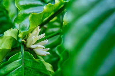 Close-up of green leaves on plant