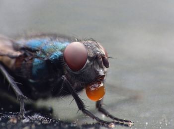 Macro shot of fly