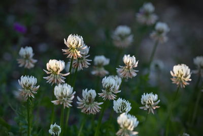 Close-up of white flowering plants