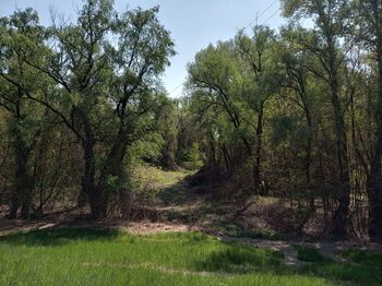 Trees growing in forest