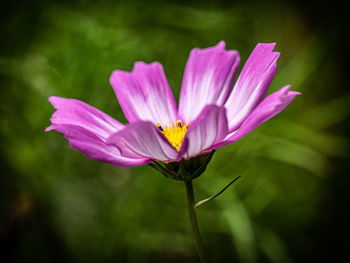 Close-up of pink cosmos flower