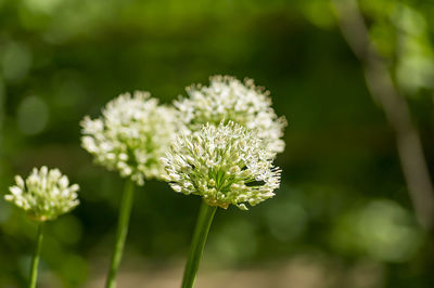 Flower head of the edible onion allium cepa. selective focus.