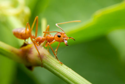 Close-up of ant on leaf